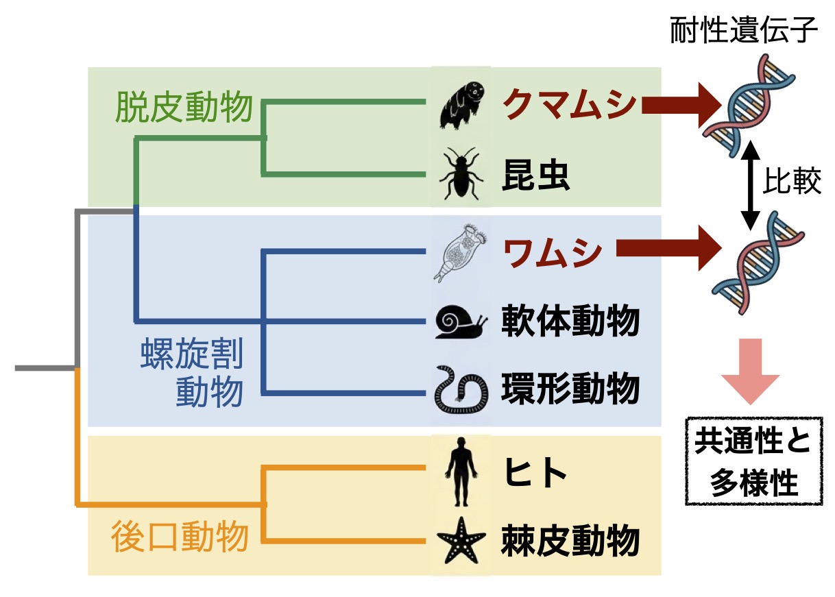 ワムシ系統樹