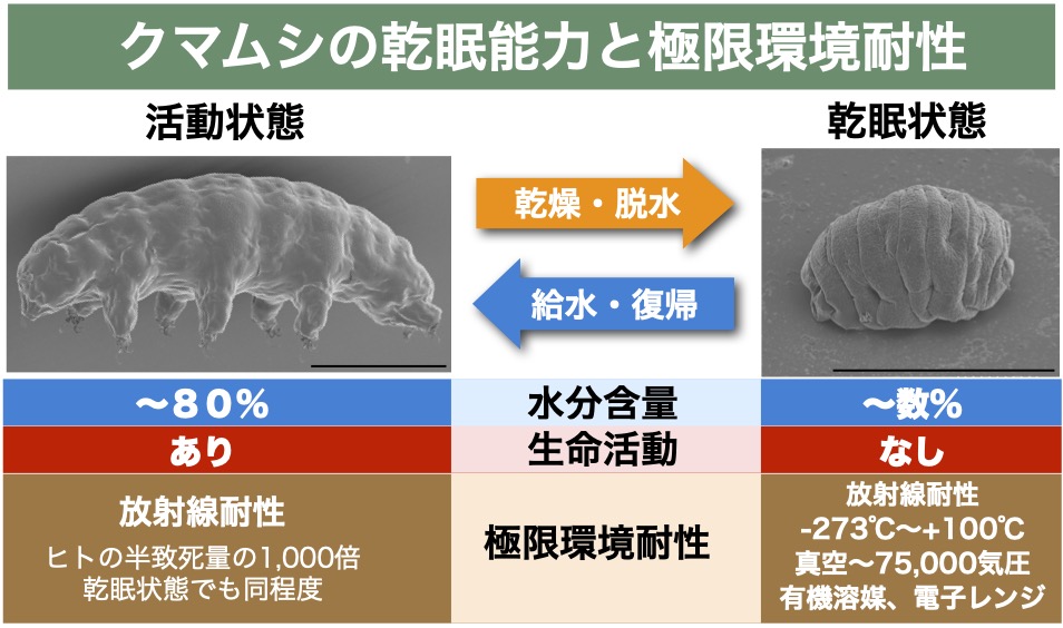 クマムシ