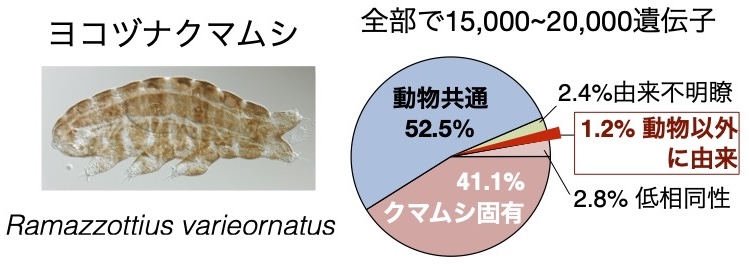 クマムシゲノム